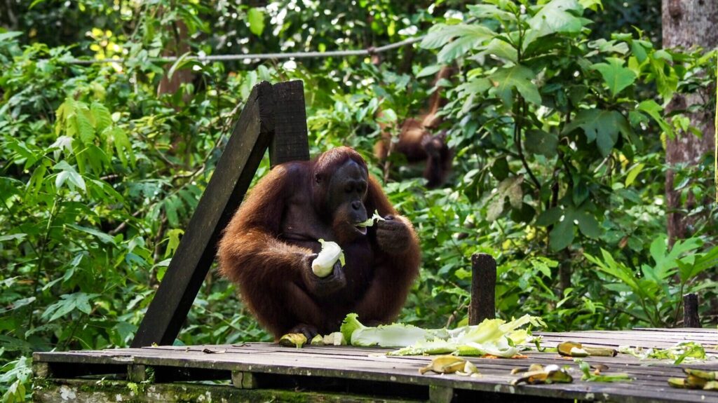 borneo orangutan sanctuary